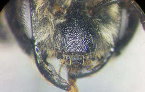 Andrena decipiens